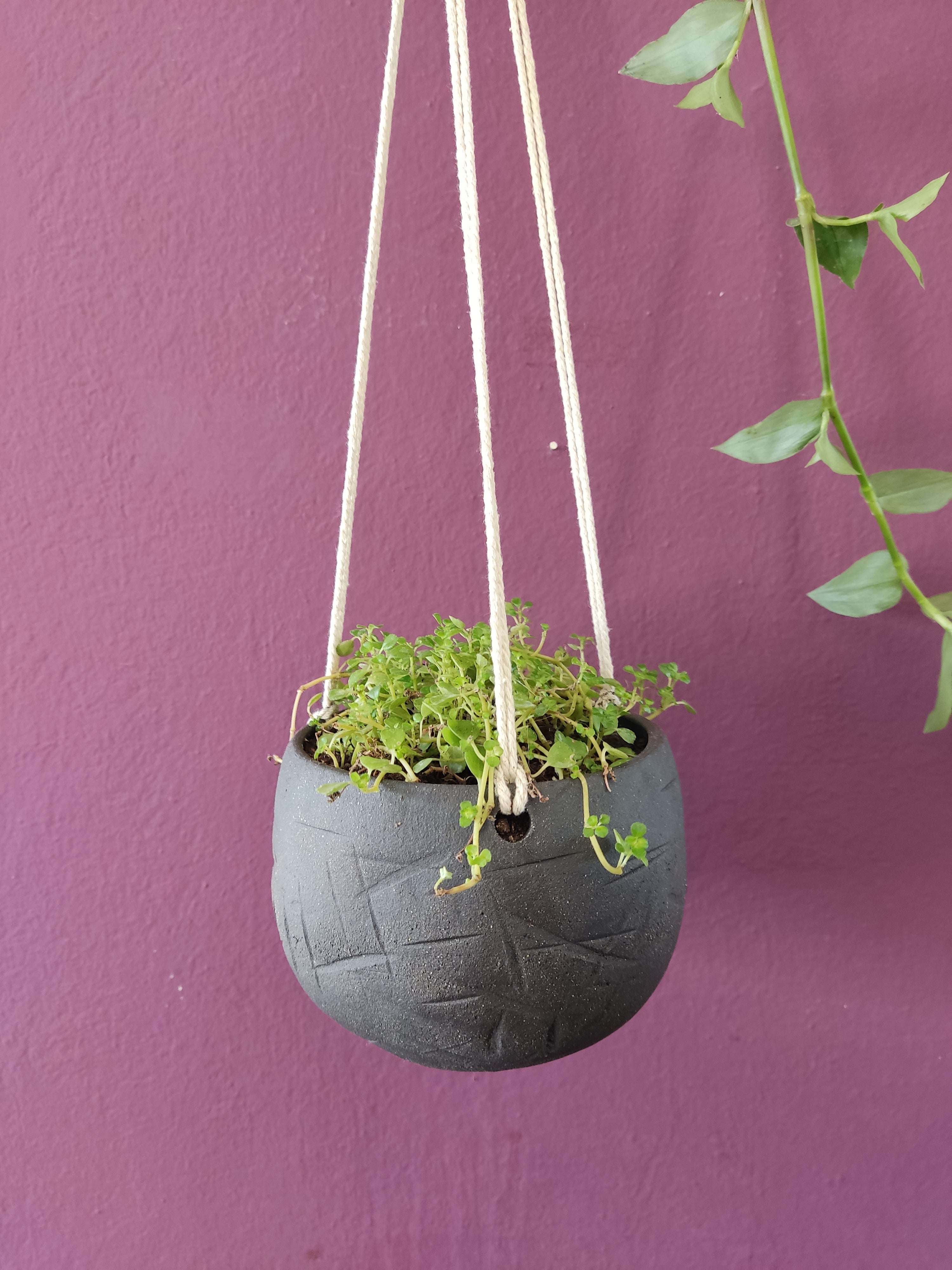 Black hanging indoor planter