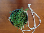 Black hanging indoor planter