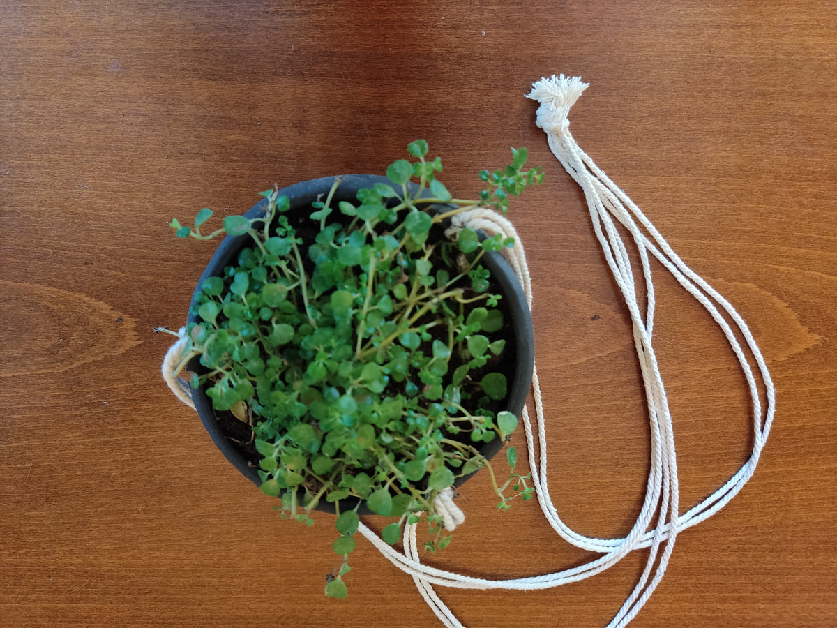 Black hanging indoor planter