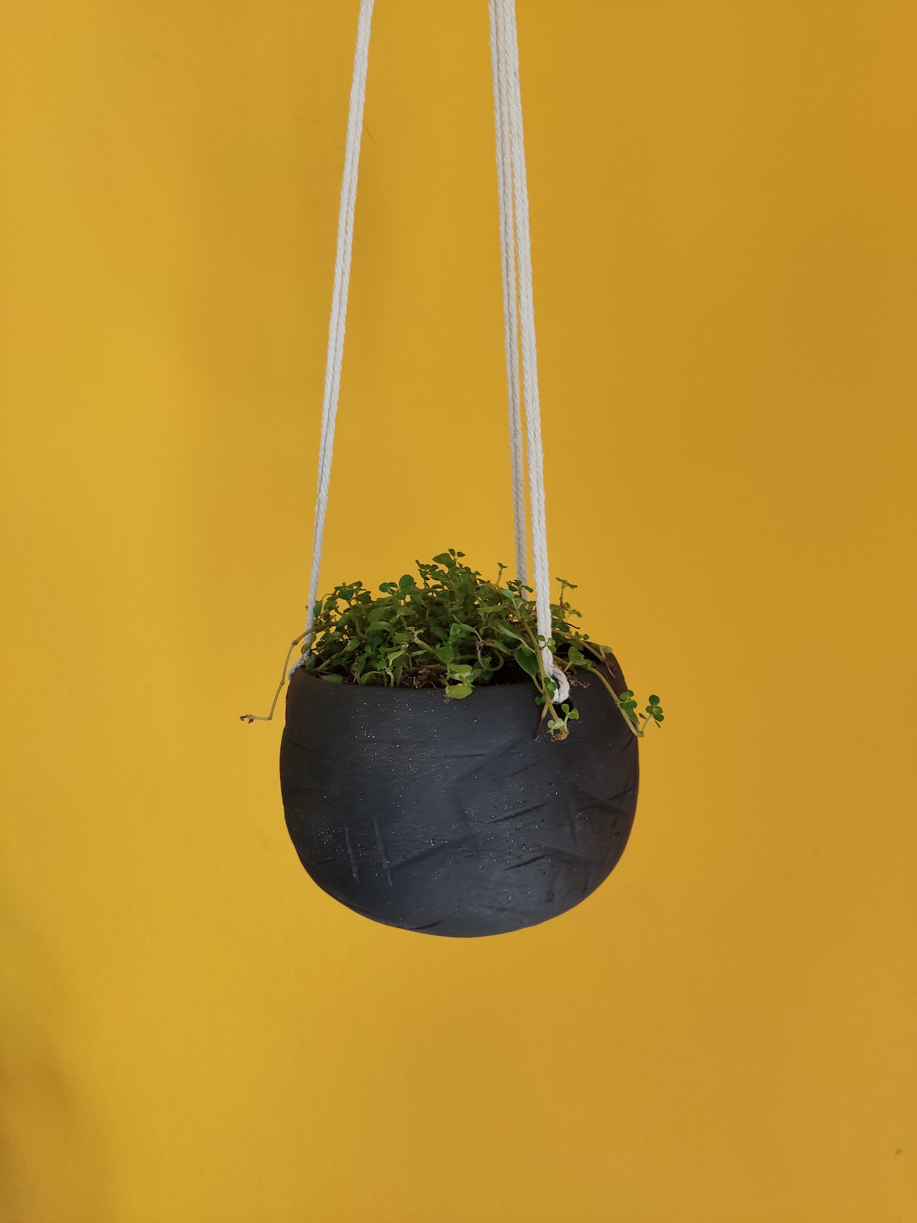 Black hanging indoor planter