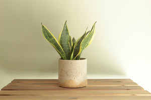 White speckled planter