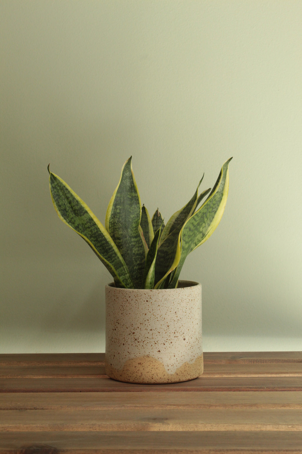 White speckled planter