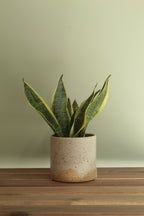 White speckled planter