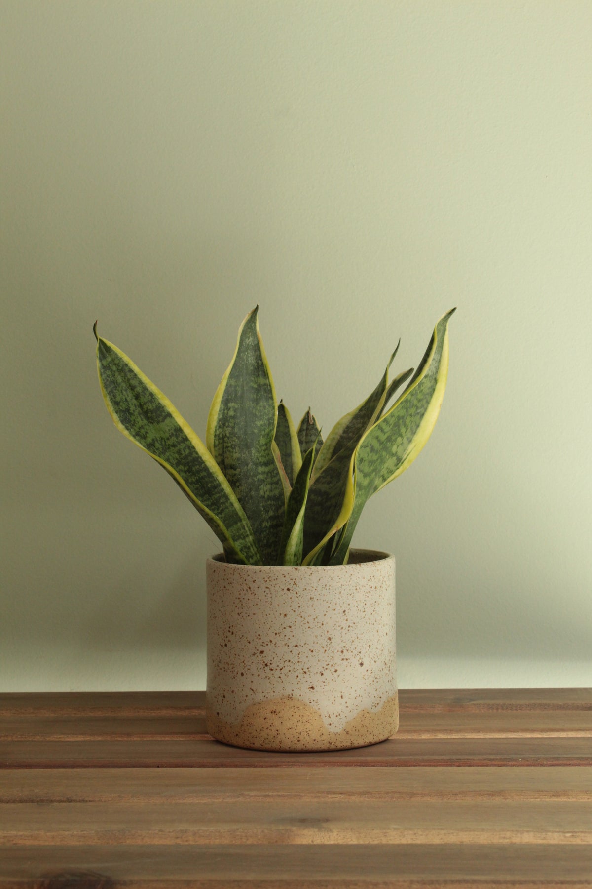 White speckled planter