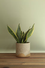 Load image into Gallery viewer, White speckled planter
