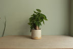 White speckled planter