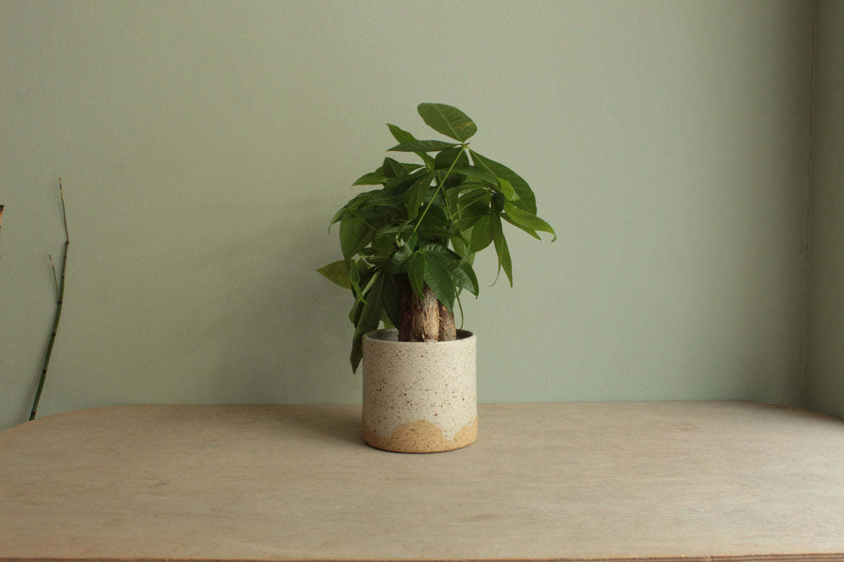 White speckled planter