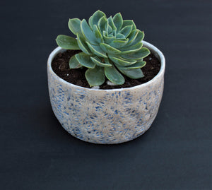 Indoor planter with blue design